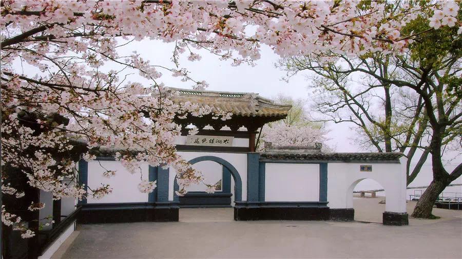 AEIS考试培训老师带你看新加坡这片樱花林